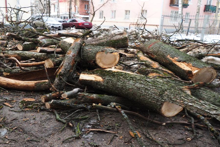 Что делать, если мешает дерево под окном? | ФОТО Сергея ГРИЦКОВА