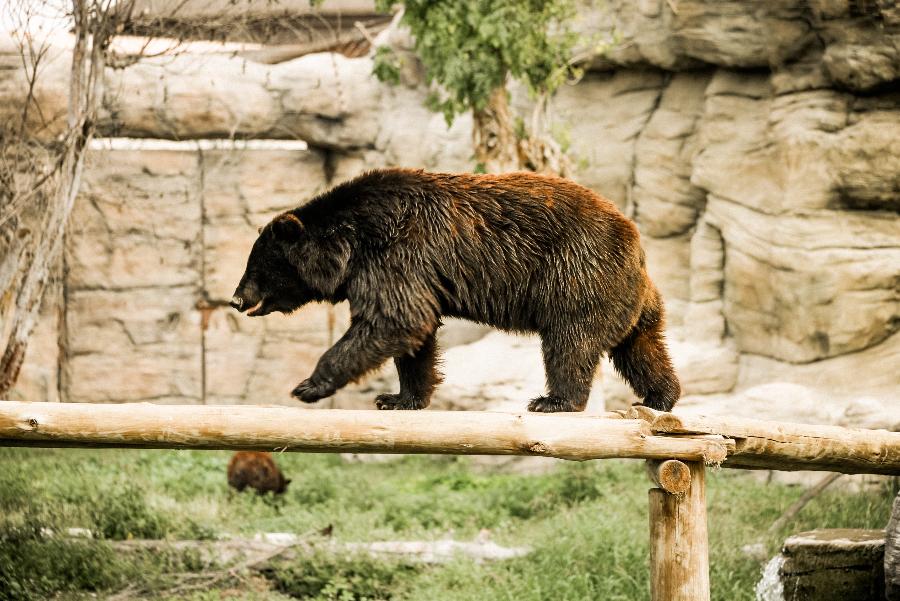 В Ленобласти сняли на видео медведя на бревне | ФОТО Unsplash