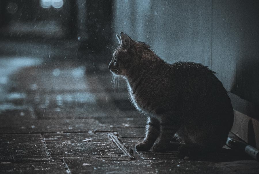 В Петербурге появится первый городской приют для животных | ФОТО Unsplash