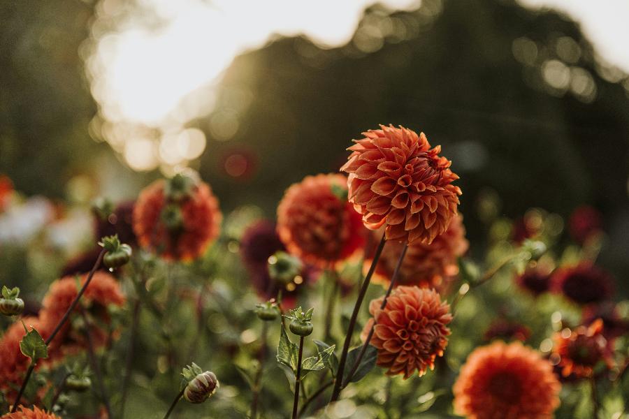 Палитра осени: багрец и золото | ФОТО Anita Austvika on Unsplash
