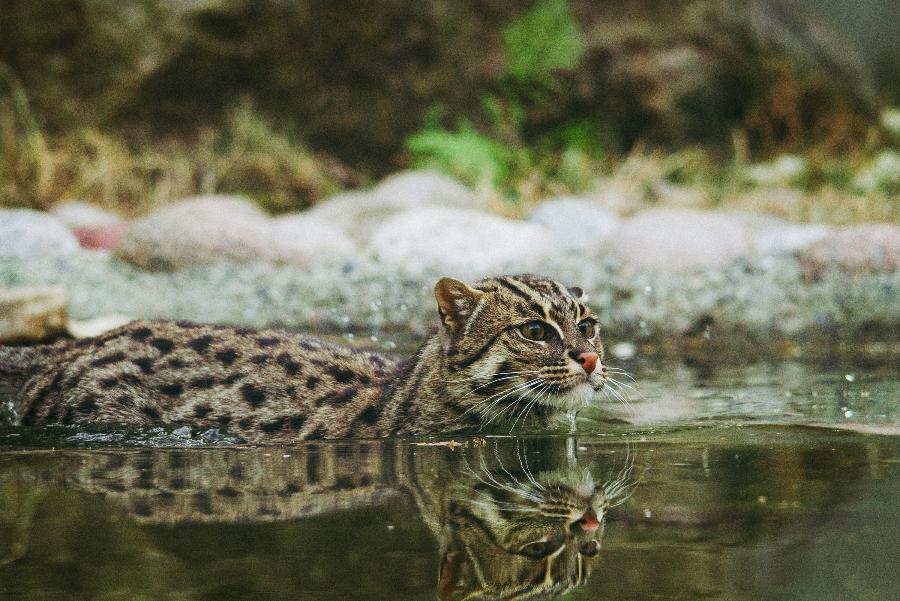 Спряталась от ученых. Зоофакты: 23 сентября 2026 | ФОТО Frida Lannerström on Unsplash