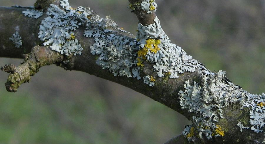 Мох-агрессор | ФОТО Сергея ГРИЦКОВА