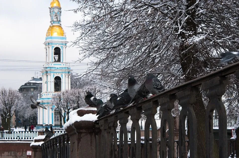 Городская хроника: важное в Петербурге 14 января 2019 | Фото: GORBACHEVSERGEYFOTO / pixabay
