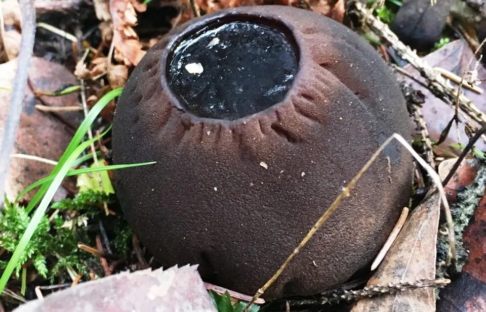 Петербуржцы наткнулись на огромные краснокнижные грибы Sarcosoma globosum | Фото: Группа «Грибы и Грибники СПб»