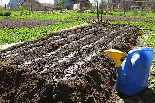 На высокой гряде | Капля воды лишней не будет.<br>ФОТО Сергея ГРИЦКОВА