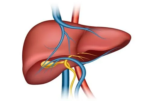 В печенках сидит | Иллюстрация microvector/shutterstock.com 