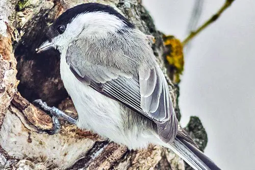 Хрупкая красота | ФОТО предоставлено Союзом охраны птиц России