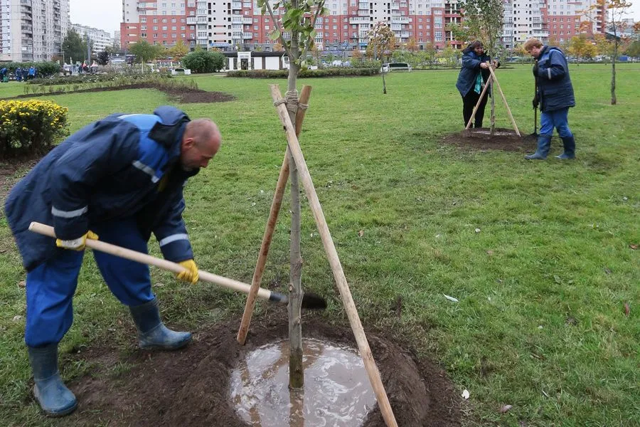 Три тополя без пуха. Сады Петербурга готовятся к зиме | ФОТО Дмитрия СОКОЛОВА