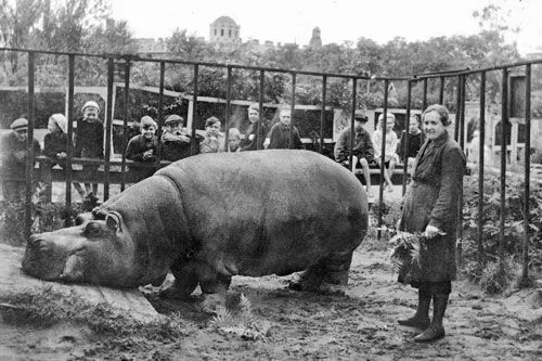 Батон для слона | Е.И. Дашина и бегемот Красавица–1943 г. Источник: spbzoo.ru