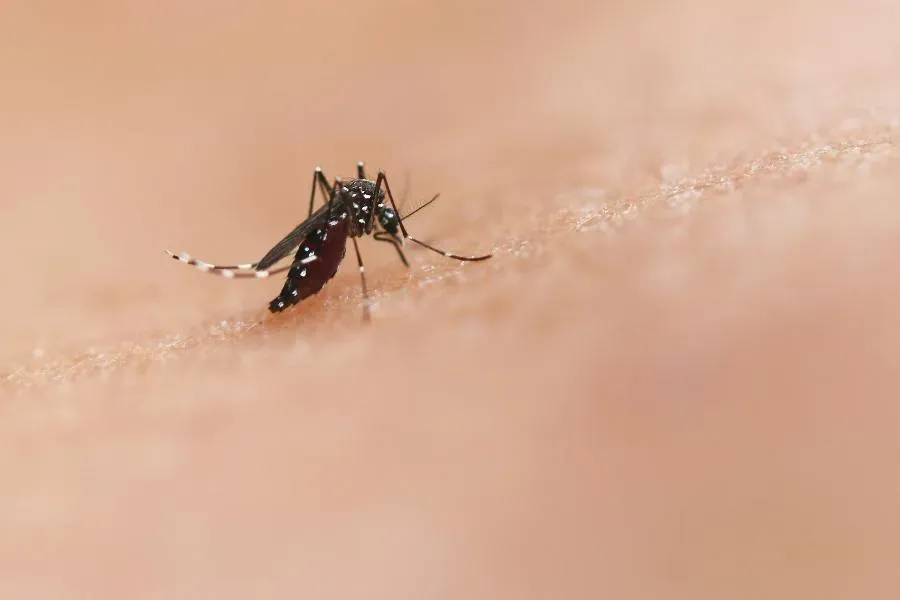 Кого комары считают «вкусными», а кого просто не видят? | ФОТО National Institute of Allergy and Infectious Diseases on Unsplash