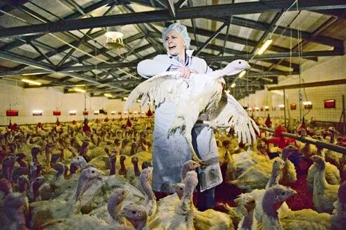 Гнездо на вырост |  По индюшиным меркам такая птичка еще... цыпленок.<br>ФОТО с сайта lenobl.ru 