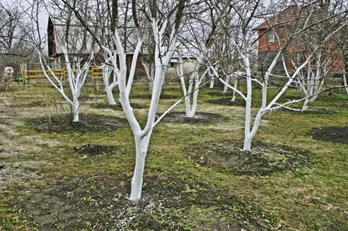 Яблоня без коры | ФОТО Сергея ГРИЦКОВА