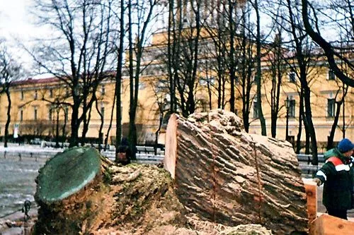 Некролог погибшей иве | Деревьев такого обхвата в Александровском саду единицы. ФОТО АВТОРА