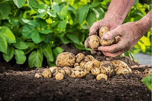 Суши очистки! | Иллюстрация mjaud/shutterstock.com 