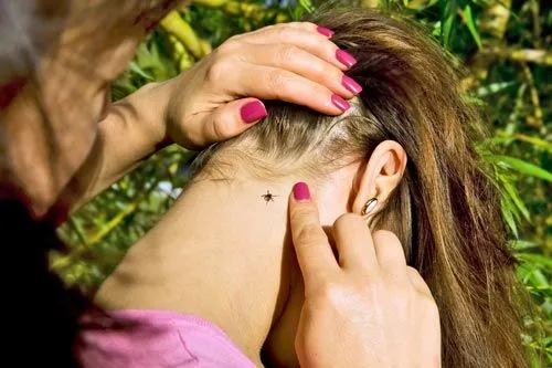 Закусали | Иллюстрация Kalcutta/shutterstock.com 