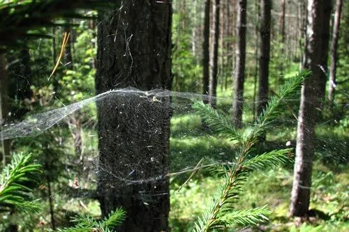 А лес растет... | ФОТО Сергея ГРИЦКОВА